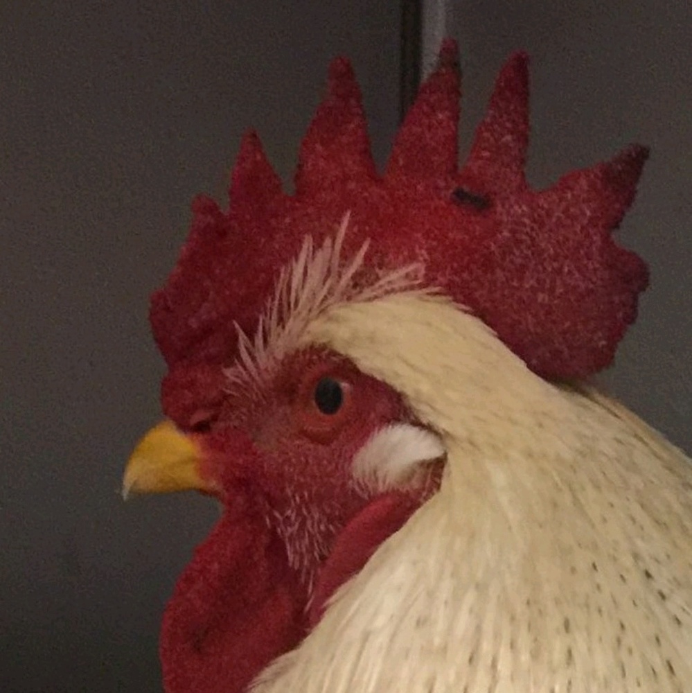 Meet your Posher, Maria